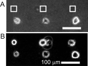 Phase-contrast images of UV-directed placement of individual cells in proximity to pre-attached cells. (A) Substrates before and (B) after seeding of a second cell culture of fluorescent HEK293. Boxes indicate regions that were irradiated. Reproduced from ref. 78. Copyright ACS 2004.