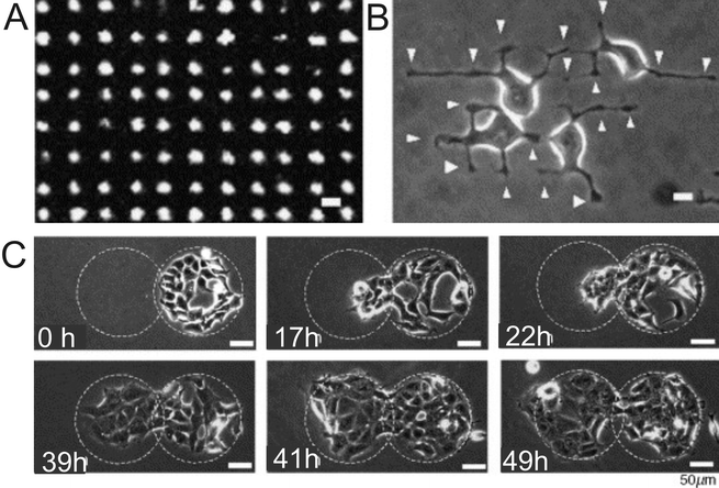 (A) Subcellular size pattern for photoactivation. (B) Phase-contrast image of HEK293 cells 2 h after seeding. Arrows correspond to nodal structures of cells on the irradiated pattern. (C) Phase-contrast images of induced cell migration on the SAM after photoactivation of an adjoining region next to a preadhered culture of HEK293 cells over time (a–f). Reproduced from ref. 83. Copyright Elsevier 2006.