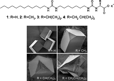 (A) Molecular structure of self-organizing surfactants consisting of a dodecyl chain connected via a bisureido-heptylene unit to an amino acid head group (Gly, Ala, Val, and Leu for 1, 2, 3 and 4, respectively). (B) SEM images of (top left) crystals grown underneath monolayer of 1. No particular nucleation plane was favored; (top right) (01.2) oriented crystals grown under the monolayer of 2; (bottom left) and (bottom right) modified crystals with a concave indentation isolated from beneath a monolayer of 3 and 4, respectively ({10.0} calcite). Crystals viewed from the side that was exposed to the monolayer; the roughened (nucleating) faces have been attached to the monolayer. Reprinted with permission from ref. 181. Copyright 2007 American Chemical Society.
