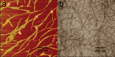 AFM and TEM images of amphiphilic peptide based-Gd(iii) hybrids (a) and without Gd(iii) (b). Panel b is negatively stained with PTA to provide contrast, without staining no distinguishable structures are visible due to lack of electron density contrast. Reprinted with permission from ref. 187. Copyright 2005 American Chemical Society.