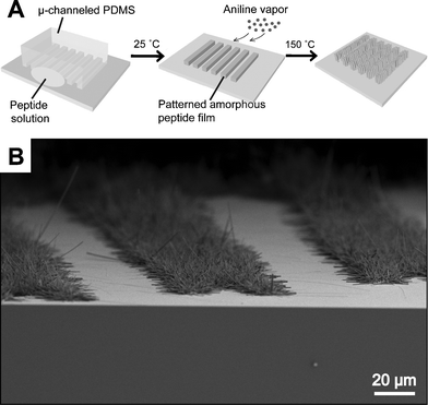 (A) A schematic illustration for the micro-patterned growth of vertically well-aligned peptide nanowires. Microchanneled PDMS mold was used to prepare a micro-pattern of amorphous peptide thin film. The film was then aged at 150 °C under aniline vapor. (B) Electron micrograph of the resultant micro-pattern of peptide nanowires on a silicon substrate. Copyright Wiley-VCH Verlag GmbH & Co. KGaA. Reproduced with permission from ref. 210.