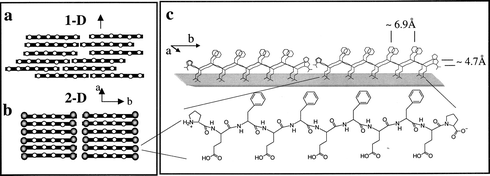 Schematic diagrams of β-strand assemblies at the air–water interface (rods and open dots represent peptide backbones and hydrophobic amino acids, respectively). View down the normal to the β-sheet of (a) one-dimensional order and (b) two-dimensional order induced by distinct chain termini. (c) Schematic representation of the peptide Pro-Glu-(Phe-Glu)4-Pro in the β-pleated conformation and the targeted β-sheet crystalline assembly at the air–water interface. Reprinted with permission from ref. 32. Copyright 2000 American Chemical Society.