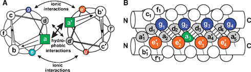 A parallel dimeric coiled-coil in a schematic representation. The helical wheel diagram in (A) top view down the axis of the α-helices from N-terminus to C-terminus. Panel (B) provides a side view. The residues are labeled a–g in one helix and a′–g′ in the other. Copyright Wiley-VCH Verlag GmbH & Co. KGaA. Reproduced with permission from ref. 39.