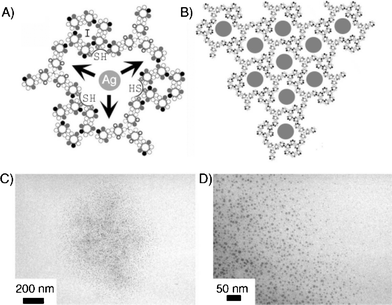 Synthesis of silver nanoparticles within SD-1,2. (A) A growing silver nanoparticle (Ag) hosted by an SD-1,2 cavity is depicted as a gray circle. (B) A network of cavities filled with silver nanoparticles (gray circles). Arrows indicate the confined space of the cavity within which the particle is to grow. Cysteine residues forming encapsulating thiol (SH) clusters are shown as circles marked with crosses. (C) An electron micrograph of a spherical 1.2 μm wide spread of silver nanoparticles. (D) High magnification of an edge portion of the image shown in part (C). Copyright Wiley-VCH Verlag GmbH & Co. KGaA. Reproduced with permission from ref. 145.
