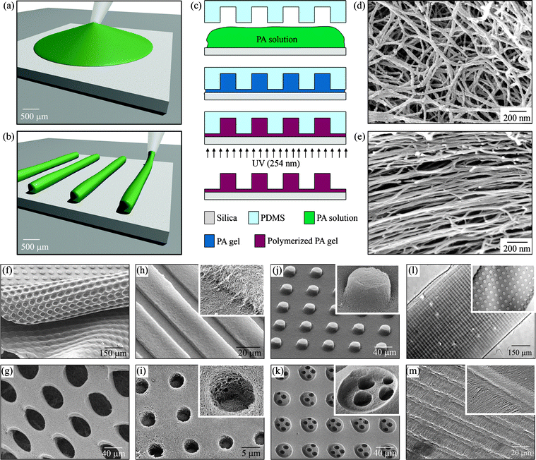 Fabrication techniques and resulting PA structures. (a–e) The fabrication process starts by either (a) dropping freshly dissolved PA for microtextures with randomly oriented nanofibers, or (b) dragging an aged PA solution for microtextures with aligned nanofibers on a silica substrate. (c) Then, a PDMS mold was used to cover the PA solution while allowing it to conform to the mold, self-assemble into nanofibers, and gel upon exposure to ammonium hydroxide (NH4OH). The PA gel was then polymerized under UV irradiation and released from the mold to realize the PA microtextures. The process in (a, c) was used to achieve well-defined three-dimensional (3D) PA structures with (d) randomly oriented nanofibers including (f) removable layers with microtextures or (g) pores and surface microtextures such as (h) channels, (i) holes, (j) posts, and (k) two-level topographies with features down to 5 μm in size. On the other hand, following the process in (b, c), microtextures with (l, m) channels and holes were also achieved but with aligned nanofibers (inset in m). Reproduced by permission of the Royal Society of Chemistry from ref. 158.