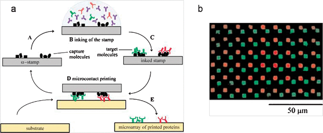 (a) Schematic illustration of the αCP procedure for printing two different proteins (b) the fluorescence micrograph of the printed pattern. The antigens immobilized on a template selectively capture the corresponding antibodies in solution (supramolecular inking) and the antibodies were transferred to another substrate.29 (Reproduced with permission from ref. 29, copyright 2002 Wiley-VCH Verlag GmbH & Co. KGaA).