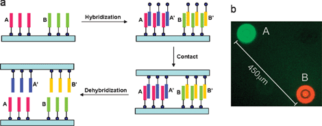 (a) Schematic illustration of the SuNS procedure.36 (Reproduced by the permission of The Royal Society of Chemistry http://dx.doi.org/10.1039/b602552h); (b) fluorescence micrograph of the two different simultaneously printed DNA sequences.35 (reprinted with permission from ref. 35, copyright 2005 American Chemical Society).