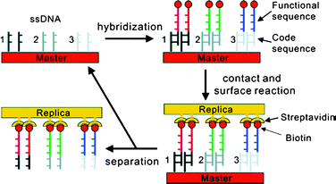 Schematic illustration of the ‘zip-code’ approach.40 (Reprinted with permission from ref. 40, copyright 2006 American Chemical Society).