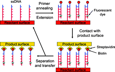 Schematic illustration of primer extension and subsequent printing procedure.41 (Reprinted with permission from ref. 41, copyright 2006 American Chemical Society).