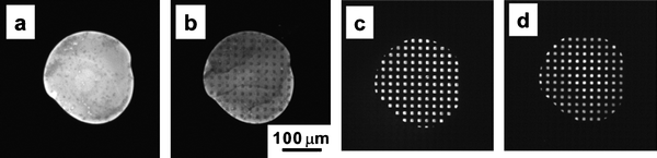 Fluorescence micrographs of (a) the master after primer extension (DNA polymerase reaction) incorporated with the fluorescent dye (Cy3-dCTP), (b) master after printing, (c) replica surface after the transfer of the extended primer, (d) same as (c); but after the third round of primer extension and printing.42 (Reprinted with permission from ref. 42, copyright 2007 American Chemical Society).