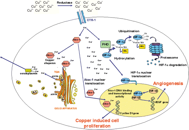 Bioinorganic aspects of angiogenesis - Dalton Transactions Bioinorganic aspects of angiogenesis - Dalton Transactions