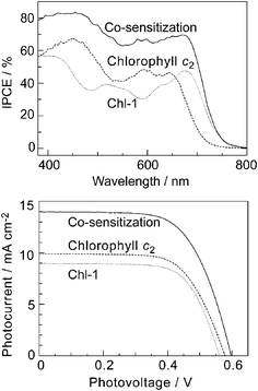 IPCE profiles (upper) and I–V curves (lower) of DSSCs based on Chl-1, chlorophyll c2, and their mixture.