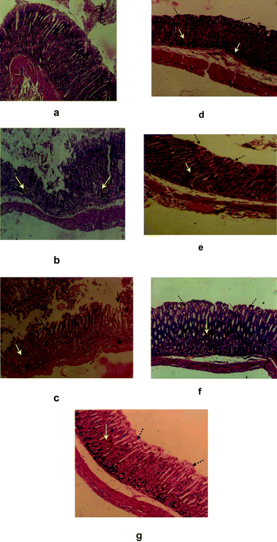 Histological assessment of acute gastric mucosal injury induced by indomethacin (18 mg kg−1) in mice and its prevention by BT, CT4, KT4 (15 mg kg−1) and Omez (3 mg kg−1). Section of mice stomachs obtained from a: normal control mice; b: untreated control mice 10 h after indomethacin administration; c: untreated control mice seven days after indomethacin administration; d–g: mice treated with BT, CT4, KT4 and Omez for seven days after indomethacin administration. Black, yellow and black dotted arrows indicate areas of mucosal damage, inflammatory cells and areas of cryptic proliferation respectively.