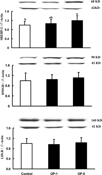The relative immunoreactive mass of hepatic SREBP-2, HMG-CoA-R, and LDL-R in hamsters fed the control diet, and two experimental diets supplemented containing 1% onion powder (OP-1) and 5% onion powder (OP-5) for 8 weeks. Data were normalized with β-actin and values were expressed as mean ± SD, n = 12.