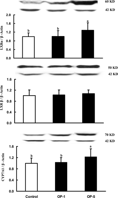 The relative immunoreactive mass of hepatic liver X receptor (LXR) and cholesterol-7α-hydroxylase (CYP7A1) in hamsters fed the control diet, and two experimental diets supplemented with 1% onion powder (OP-1) and 5% onion powder (OP-5) for 8 weeks. Data were normalized with β-actin and values were expressed as mean ± SD, n = 12.