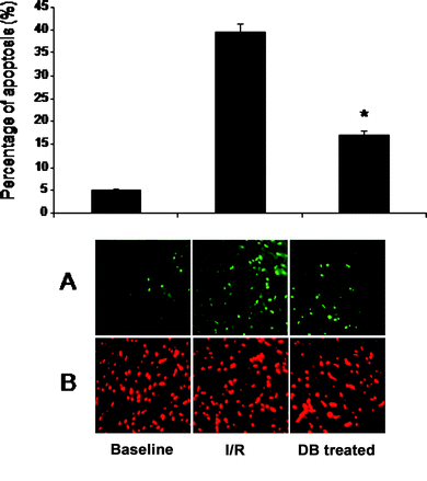Effects of DB on cardiomyocyte apoptosis. Panel A is total number of apoptotic cells (green channels). Panel B is total number of cells (red channel). Values are Mean ± SEM. * p < 0.05 vs. ischemic control. Representative photomicrographs are shown below the bar graphs. Results are shown as mean ± SEM. * p < 0.05 vs. ischemic control.