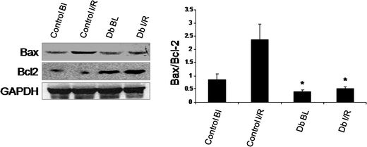 Western blot analysis of Bax, Bcl2 protein from the cytosolic fraction of control, ischemic and DB treated heart samples. GAPDH was used as the loading control. Figures are representative images of three different groups, and each experiment was repeated at least thrice. Bar diagram for Bax/Bcl2 ratio. Results are shown as mean ± SEM. * p < 0.05 vs. ischemic control.