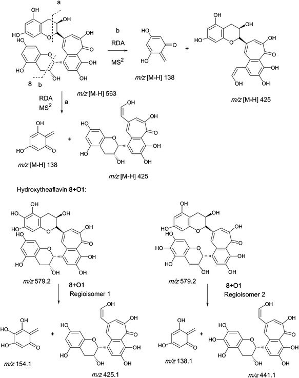 Mechanism of fragmentation of theaflavin 8 and retro Diels–Alder fragmentations of selected members of series A compounds 8 + Ox (regioisomers selected randomly).