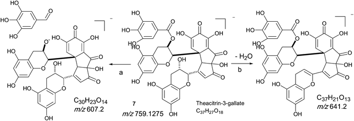 Mechanism of fragmentation of theacitrin-3-gallate 7.