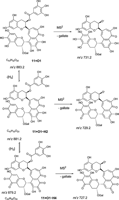Fragmentation of theaflavin digallate 11 + O1 and its ortho-quinone derivatives (regioisomers selected randomly).