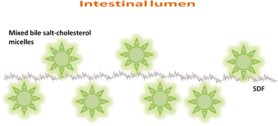 Schematic representation of molecular interactions between SDF and mixed bile salt-cholesterol micelles in the intestinal lumen.