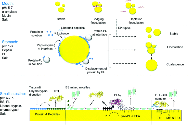 Schematic diagram of the physico-chemical changes occurring in emulsion droplets during transit through the gastrointestinal tract. Interfacial composition changes occur in the stomach and the small intestine. The proteolytic activity of pepsin results in compositional changes at the interface, and different types of droplet destabilization will occur, depending on the type of interface formed. Phospholipids can form aggregates with the proteins in solution or can bind or displace proteins at the interface. In the small intestine and after a drastic change in pH further hydrolysis of the interfacial layer by pancreatic proteases also alters the interfacial composition. Furthermore, competition for the interface occurs between pancreatic lipase, colipase, bile salts and phospholipids, as well as the products of hydrolysis. The contribution of phospholipase A2, which hydrolyzes phospholipids to lysophospholipids and free fatty acids, is also important. Overall, accessibility of pancreatic lipase to the oil–water interface lead to triglyceride hydrolysis into fatty acids and monoglycerides. The product of lipolysis will be removed from the interface by incorporation into bile salt micelles.