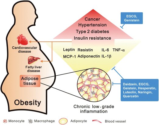 Obesity in the induction of inflammation. Adipose tissue of visceral obesity induced chronic low-grade inflammation through macrophage infiltration by MCP-1 and secretion of pro-inflammatory factors. However, obesity may cause the high risk in development of several diseases.