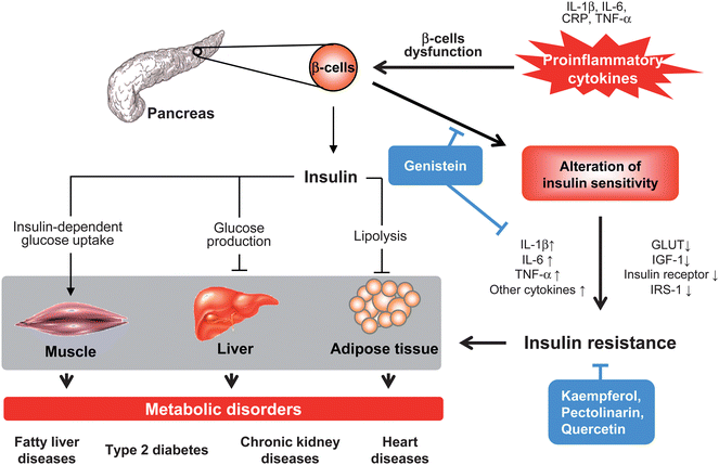 Proinflammatory cytokines in insulin resistance and metabolic disorders. Insulin synthesized and secreted from β cells in pancreas acts as normal function in different organs and tissues, includes reducing glucose production and output in liver, facilitating glucose uptake in skeletal muscle, and decreasing lipolysis in adipose tissue. Excessive pro-inflammatory cytokines (CRP, IL-1, IL-6, and TNF-α) cause dysfunction of β cell or recruit of inflammatory cells (monocytes and macrophages) that affect both insulin secretion and insulin action, promote pathogenesis of insulin resistance and subsequently reducing insulin-dependent signalling. This local insulin resistance also contributes to its target tissues such as increase concentration of glucose and fatty acids in skeletal muscle, liver and adipose tissue that lead to various metabolic disorders. Flavonoids act through interfering with pro-inflammatory cytokines-induced β cells dysfunction and cell death, decreasing cytokines production, up-regulation of insulin-dependent signaling and improving glucose uptake in different cell types.