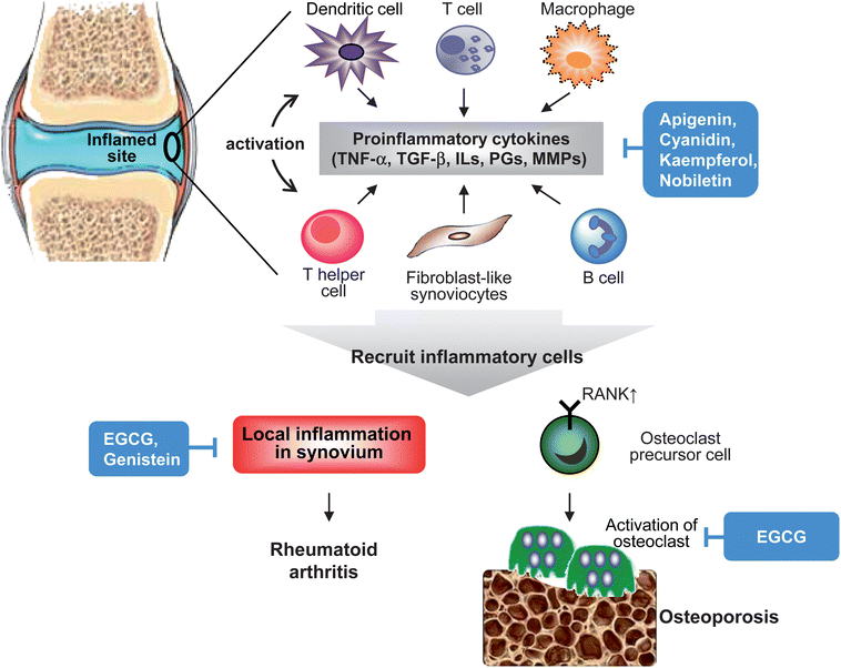 Mechanisms of inflammation-associated pathogenesis in rheumatoid arthritis and osteoporosis. In inflamed rheumatoid synovium and bone tissue, pro-inflammatory cytokines produced by recruited inflammatory cells (macrophages, T cells and B cells), endothelial cells and synovial fibroblasts are central to the inflammatory process in rheumatoid arthritis and osteoporosis. This pathological process also involves in innate and adaptive immunity responses. These pro-inflammatory cytokines result in activation of synovial fibroblasts and produce proteases that lead to tissue destruction. In addition, cytokines-trigger activation and differentiation of osteoclasts are important in bone loss. Flavonoids act through reducing recruitment of inflammatory cells, cytokines production, MMPs expression, and activation or differentiation of osteoclasts.