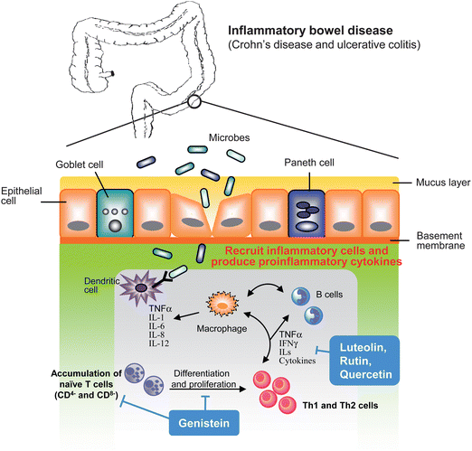 Underlying mechanisms in inflammatory bowel disease. As bacteria infection or environmental factors that cause colonic endothelium damage result in recruitment of inflammatory and immune cells from bloodstream. Accumulated inflammatory cells produce pro-inflammatory mediators that trigger proliferation and activation of T cells, lead to differentiate to Th1 and Th2 cells that result in amplification of inflammatory cascade and cause tissue injury. Flavonoids act through decreasing inflammatory cytokines production, reducing recruitment of inflammatory cells and modulation of differentiation and proliferation of T cells.