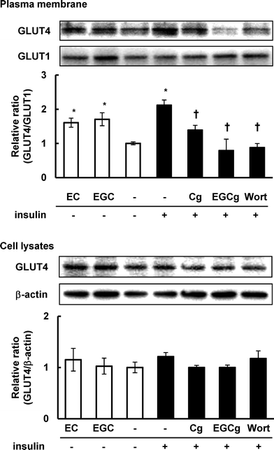 Effect of catechins on GLUT4 translocation in 3T3-L1 cells. The cells were treated with 50 μM catechins for 30 min in the absence or presence of insulin. GLUT4 and GLUT1 proteins on the plasma membrane and expression levels of GLUT4 and β-actin in cell lysates were detected by Western blotting analysis. Values are the mean ± S.E. of triplicates. * Significant difference from the DMSO-treated cells, p < 0.05 by Student's t-test.