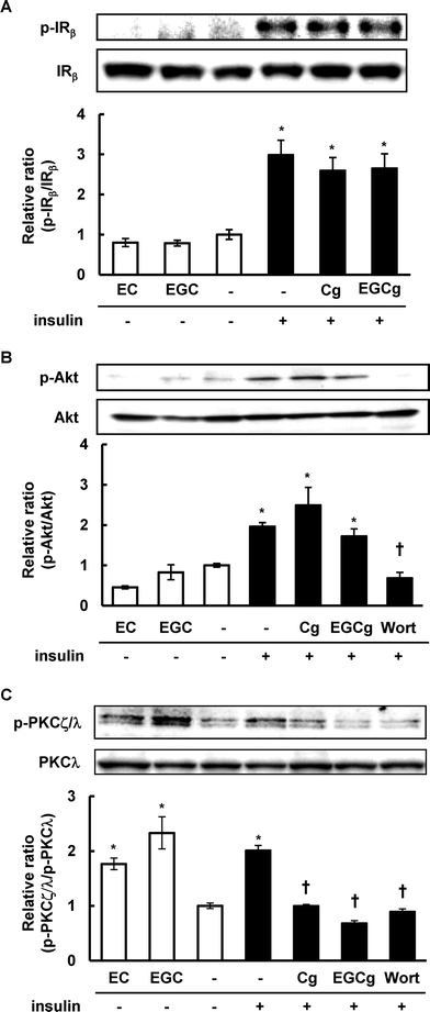 Effect of catechins on insulin signaling pathway in 3T3-L1 cells. The cells were treated with 50 μM catechins for 30 min in the absence or presence of insulin. The phosphorylation and expression levels of IR, Akt, and PKCζ/λ were detected by Western blotting. Values are the mean ± S.E. of triplicates. * Significant difference from the DMSO-treated cells, † significant difference from insulin-treated cells, p < 0.05 by Student's t-test.