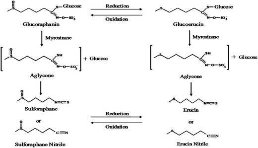 Scheme of possible routes for glucoraphanin hydrolysis to form erucin nitrile.