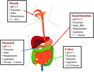 Schematic diagram of the physicochemical conditions in the different regions of the the human GI tract. Picture of human body was obtained from http://en.wikipedia.org/wiki/Digestive_tract (Copyright free).