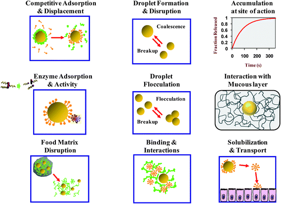 Schematic diagram of the complex physicochemical and physiological processes that may occur during lipid digestion and absorption of emulsified lipids in the human GI tract.