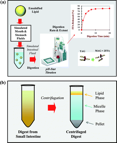 
              (a) Schematic of an in vitro digestion model used to determine the digestion and release of lipids encapsulated within nano-laminated lipid droplets. The picture of the pH-stat titrator is kindly donated by Metrohm® USA, Inc. A triacylglycerol (TAG) is converted into two free fatty acids (FFA) and one monoacylglycerol (MAG) by lipase. (b) Schematic diagram of the three phases typically formed after centrifugation of the material remaining after digestion in simulated small intestine conditions.
