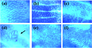 Distal colon tissue stained with methylene blue. (a) Control; (b) CB; (c) NDF; (d) AOM; (e) CB + AOM; (f) NDF + AOM. Magnification ×40. The ACF (indicated by an arrow), consisting of four large and elliptical crypts and a thicker epithelial lining compared to adjacent crypts were darkly stained. CB: cooked bean; NDF: non-digestible fraction; AOM: azoxymethane.