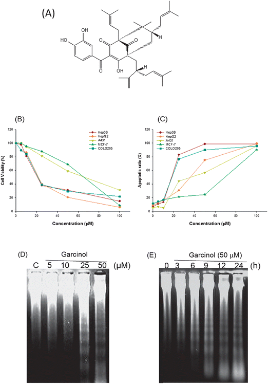 Garcinol induces apoptosis in human cancer cells. (A) Chemical structure of garcinol. (B, C) Garcinol inhibits cell viability and induces apoptosis in a dose-dependent manner. Hep3B, HepG2, A431, MCF-7, and COLO205 cells (2 × 105 cells per mL) were treated with various concentrations of garcinol for 24 h. Cell viability was determined by MTT assay as described in Materials and Methods. The quantification of sub-G1 cells and apoptotic ratios (%) of the cells were detected by flow cytometry. Each experiment was independently performed three times, and the results are expressed as the mean ± SE. (D, E) Induction of DNA fragmentation by garcinol. Hep3B cells were treated with either various doses of garcinol for 24 h or 50 μM garcinol for the indicated durations. Internucleosomal DNA fragmentation was analyzed by agarose electrophoresis. These experiments were performed at least in triplicate; a representative result is presented.