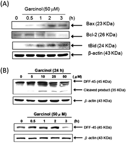 Effect of garcinol on Bcl-2 protein family and DFF-45 degradation in garcinol-treated Hep3B cells. (A)The expression of Bax, Bcl-2, and tBid were analyzed by Western blotting as described in the Materials and Methods. These experiments were performed at least in triplicate, and a representative experiment is presented. (B) Induction of DFF-45 degradation by garcinol. Hep3B cells were treated with various concentrations of garcinol for 24 h or 50 μM of garcinol at various time points. DFF-45 protein was detected by Western blot analysis using specific antibodies against DFF-45. These experiments were performed at least in triplicate, and a representative experiment is presented.