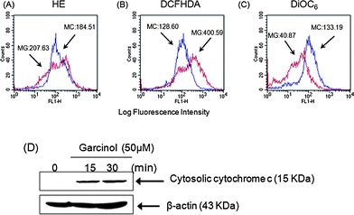 Induction of reactive oxygen species (ROS) generation, mitochondrial dysfunction, and cytochrome c release by garcinol-induced apoptosis. (A–C) Hep3B cells were treated with 50 μM garcinol for 15 min, incubated with (A) HE, (B) DCFH-DA, or (C) DiOC6 for 30 min, then analyzed by flow cytometry. Data are presented as log fluorescence intensity and expressed as the mean ± SE. “MC” indicates the control group; “MG” represents the garcinol group. (D) Hep3B cells were treated with 50 μM garcinol for the indicated durations. Subcellular fractions were prepared and lysed as described, and cytosolic cytochrome c was detected by Western blots. These experiments were performed at least in triplicate, and a representative experiment is presented.