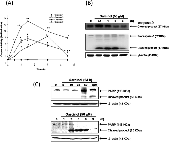 Induction of caspase activity, PARP cleavage, and DFF-45 degradation by garcinol. (A) Enzymatic activities of caspase-1, -3, -8, and -9 were determined by incubating 50 μg of total protein with corresponding fluorogenic, caspase-specific substrates for 1 h at 30 °C. The release of 7-amino-4-methylcoumarin (AMC) was monitored by fluorescence spectrophotometry (excitation = 360 nm; emission = 460 nm). These experiments were performed at least in triplicate, and a representative experiment is presented. Asterisk denotes a statistically significant increase compared with values of control, *P < 0.01, **P < 0.001. (B) Hep3B cell were treated with garcinol for the indicated durations, and the expression of caspases-9 and -3 were analyzed by Western blot. Hep3B cells were treated with either various concentrations of garcinol for 24 h or 50 μM of garcinol for various durations. PARP expression (C) was detected by Western blot. These experiments were performed at least in triplicate, and a representative result is presented.