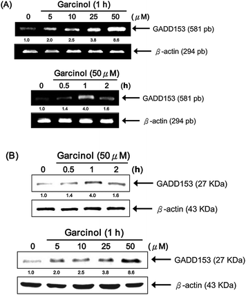 Garcinol induces up-regulation of GADD153 mRNA and protein expression in a dose-dependent manner. Hep3B cells were incubated with either 5 to 50 μM garcinol for 1 h or 50 μM garcinol for 0 to 2 h. (A) Total RNA was then isolated for multiplex relative RT-PCR analysis using gene-specific primers for the target gene, GADD153, and the internal control gene, β-actin. (B) Whole cell lysates were prepared for Western blot analysis of GADD153 and β-actin. This experiment was repeated three times with similar results.