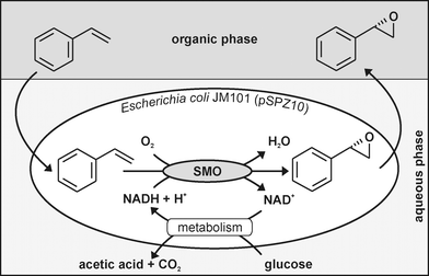 Styrene epoxidation by recombinant E. coli in a two-liquid phase system. Styrene monooxygenase (SMO) from Pseudomonas sp. strain VLB120 selectively oxidizes styrene to (S)-styrene oxide. This reaction depends on the cofactor NADH, which is regenerated by cell metabolism. Bis(2-ethylhexyl)phthalate (BEHP) was used as extraction solvent alleviating substrate and product toxicity.
