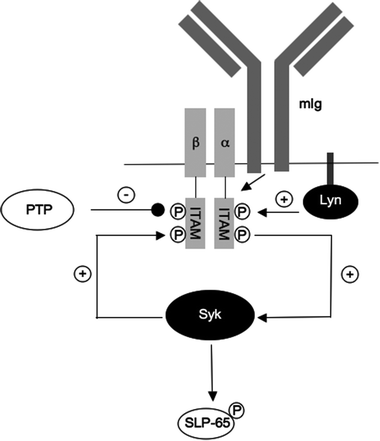 B-cell receptor signaling. The B-cell receptor is comprised of the membrane-bound immunoglobulin (mIg) molecule and the Ig-α/Ig-β heterodimer harboring ITAM (immuno-receptor tyrosine-based activation) motifs in their cytoplasmatic tail. B-cell receptor signaling is initiated by ligand (antigen) binding, following the activation of the tyrosine kinases Lyn and Syk which results in phosphorylation of the ITAMs. Binding of autoinhibitory SH2 domains of Syk to ppITAMs promotes entire activation of Syk and phosphorylation of neighbouring ITAMs, recruitment of additional Syk and amplifying the signal by a positive feedback-loop. Activated Syk transduces the signal to its down-stream substrates like SLP-65. The positive feedback loop can rapidly be disrupted by phosphatases (PTP).