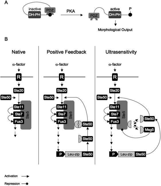 Engineered signaling pathways. (A) Rewired pathway connectivity. The Cdc42 GTPase output module that triggers morphological changes was reconnected to the protein kinase A (PKA) signaling pathway. Therefore, the Dbl homology-pleckstrin homology (DH-PH) catalytic core from intersectin, a Cdc42-specific Dbl family member, was fused to PDZ and to a short PDZ-binding peptide (circle) that resembles the PKA substrate consensus sequence. The interaction of PDZ with its binding partner inactivates DH-PH. Upon PKA activation (e.g. by forskolin), the short peptide is phosphorylated, PDZ-binding is inactivated and DH-PH becomes active thereby triggering the Cdc42-specific morphological response. (B) Engineered circuit topology in mitogen activated protein kinase signaling. In the native circuit, α-factor triggers activation of the Ste11-Ste7-Fus3 MAP kinase pathway via the pheromone receptor (R) and intermediate Ste factors. The positive feedback loop was engineered by placing a fusion of ste50 to a leucine zipper (Leu-zip) under the control of the mating-dependent promoter (P) and by fusing a second leucine zipper to the adaptor protein Ste5. α-factor-triggered pathway activation resulted in production of Leu-zip-Ste50, which then binds to Ste5 and mediates pathway activation by promoting interaction of Ste20 with Ste11. Ultrasensitivity was achieved by constitutively expressing a fusion of the pathway inhibitor Msg5 with a leucine zipper domain for inhibiting signal propagation. Initial pathway activation produces Leu-zip-Ste50, which then competes for Ste5-binding with the inhibitor Msg5. Combination of the Ste50-based positive feedback loop with the inhibitor/activator competition trigger an ultrasensitive signal output.