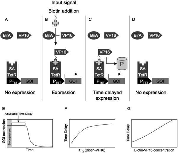 Biotinylation-based signal transduction at the example of a biotin-triggered time-delay circuit. In the absence of biotin (A) gene expression from the tetracycline-dependent promoter (PTET) is silent. Upon biotin addition (B) the biotinylation signal-containing transactivation domain VP16 is biotinylated by E. coli biotin ligase BirA and dimerizes with streptavidin (SA). Streptavidin was fused to the tetracycline-repressor (TetR) which binds its cognate promoter PTET. VP16 attracts components of the transcription initiation complex and activates the promoter resulting in transcription of the gene of interest (GOI). Upon withdrawal of biotin from the medium (C), biotin remains attached to VP16 and time delayed gene expression is sustained until the pool of biotinylated VP16 has been degraded by the proteasome (P). As soon as all biotinylated VP16 is degraded (D) gene expression is de-activated again. The time delay (time span of induced gene expression after biotin withdrawal (E)) is a function of the stability (F) as well as of the concentration (G) of biotinylated VP16.