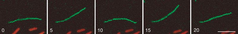 Flexibility of F-pili in liquid. An F-pilus decorated with fluorescent bacteriophage R1728 had become attached at one end to the glass surface. The movement of the filament was followed for 20 s, as described.27 The figure shows the extent of bending in the x-y plane every 5 s during this interval. The F-pilus was held close to the glass surface by a layer of agar.27 Accordingly, movement of the filament in the z dimension was minimal, as indicated by the maintenance of focus during the entire 20 s interval. The entire series can be seen in Movie 1. Persistence lengths were calculated as described45,46 from the end-to-end distance averaged over time at 0.5 s intervals and the contour length, 8.3 μm. The calibration bar in the 20 s panel is 5 μm.