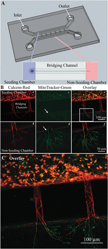 Cortical neuron cultures in PDMS microfluidic devices A. Microfluidic devices were adhered to a poly-d-lysine (PDL) coated coverslips to create a water tight, gas permeable chamber. The devices had two larger parallel chambers (0.4 mm wide, 0.25 mm tall) labeled as the seeded and non-seeded chambers. Inlet and outlet ports through the PDMS were created for cell loading and media exchange. These chambers were connected by a series of 200–300 μm long micro-bridging channels (30 μm wide, 3–5 μm tall) that exclude neuronal soma, but through which neurites can extend. Expanded view shows neuronal soma in the seeded channel with processed extending through the bridging channel into the non-seeded channel. B. Neurons cultured in the microfluidic device were imaged with calcein and MitoTracker dyes to access cell viability (a–f). C. An enlarged view of panel B (e) provides detailed information.