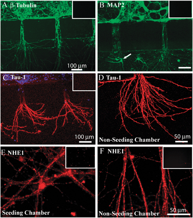 Characterization of neurons cultured in microfluidic devices A. Neurons cultured in microfluidic device at DIV 8–11 stained for β-Tubulin. B. Neurons stained for MAP-2. C, D. Neurons stained for Tau-1 in microfluidic device (C) or in the non-seeded chamber (D). E, F. Neurons stained for NHE-1 protein in the seeded-(E) and non-seeded chambers (F). Inset, negative controls by omitting primary antibodies for β-Tubulin, MAP-2, Tau-1 or NHE-1 antibody. Scale bars = 100 μm in A, B, C. and = 50 μm in D, E, F.