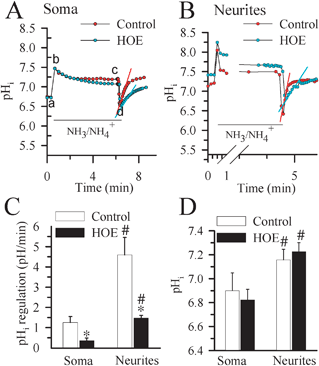 pHi regulation in soma and neurites. pHi recovery rates were determined in cortical neurons cultured in microfluidic devices at DIV 8–11. Representative tracings showing the pHi changes in neuronal soma (A.) and neurites (B.) subjected to a prepulse acidification by exposure to 30 mM NH4Cl for 5 min. Each point is the average of 20 regions of interest. pHi recovery rates were determined by fitting a slope to the pH values over the linear portion of recovery following acidification. Red and blue slope lines are shown to illustrate the quantified rate of recovery. In some studies, 1 μM HOE 642 was present 10 min before and throughout the remaining NH3/NH4+ prepulse experiments. C. Summary data of calculated pHi recovery rates D. Summary data of resting pHi values for neuronal soma and neurites. Data are mean ± SEM. n = 5–6. * p < 0.05 vs. control; # p < 0.05 vs. soma.